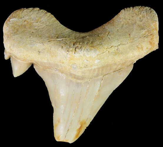 Serratolamna Fossil Shark Tooth #67240